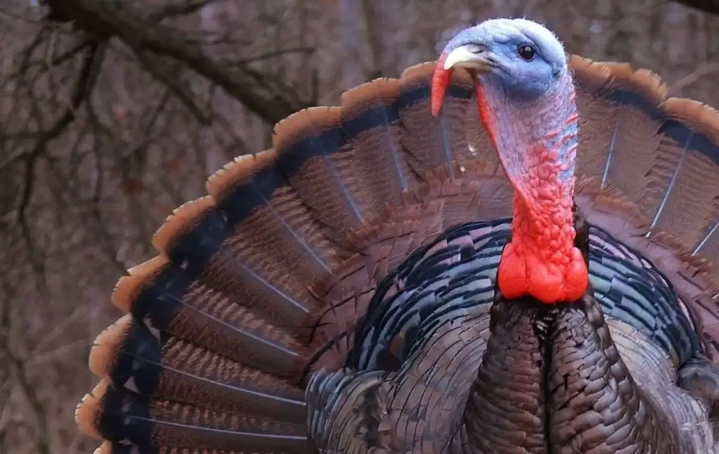Why Don’t Stores Sell Turkey Eggs?