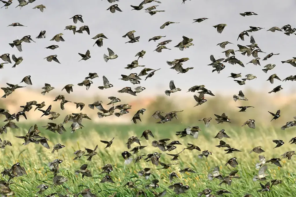 Why Sparrows Laugh at Predators!