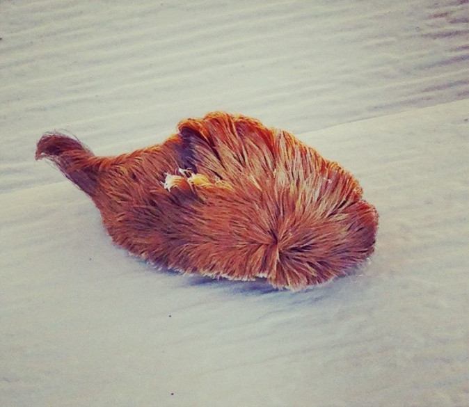 The Cutest Killer: This Fuzzy Caterpillar Can Cause 12 Hours of Agonizing Pain