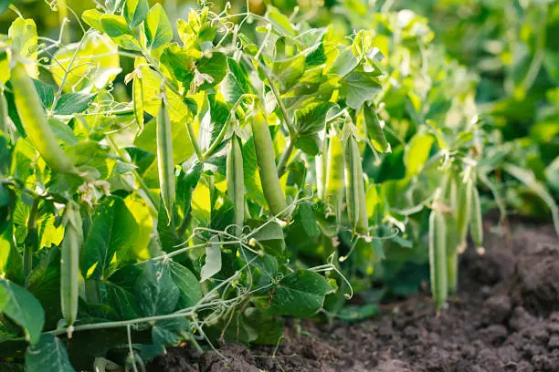 Why Growing Green Beans From Seed Is Smarter Than Starting With Seedlings