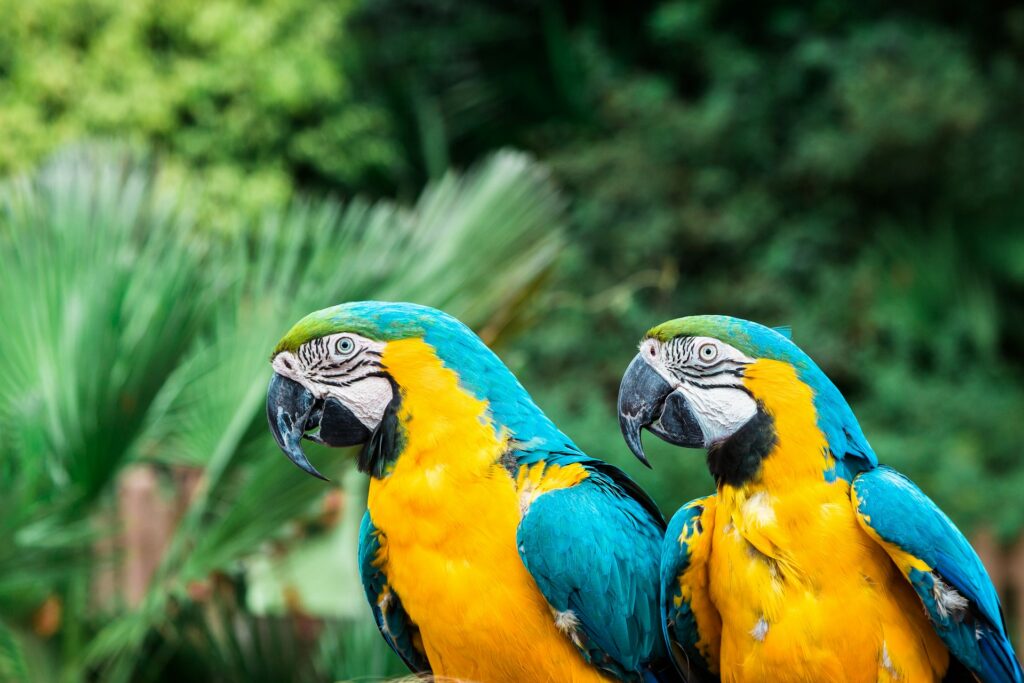 Why Parrots Can Talk Like Humans – The Science of Vocal Mimicry