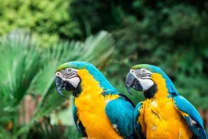 Why Parrots Can Talk Like Humans – The Science of Vocal Mimicry